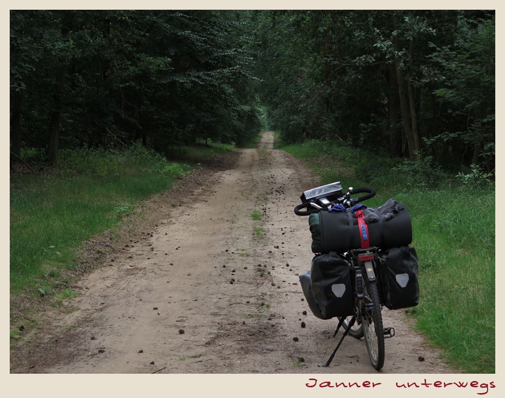 typischer Waldweg